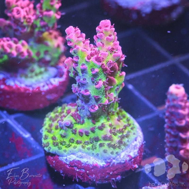 Acropora Sun Downer